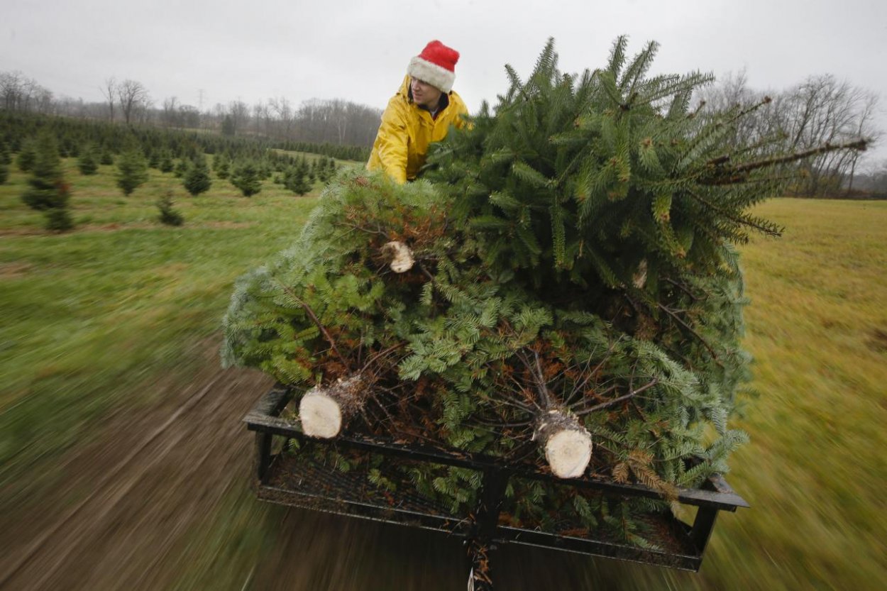 Uchráňme vianočné stromčeky pred skládkami. Recyklovaním sa z nich môžu stať sladidlá, lepidlá aj farby.