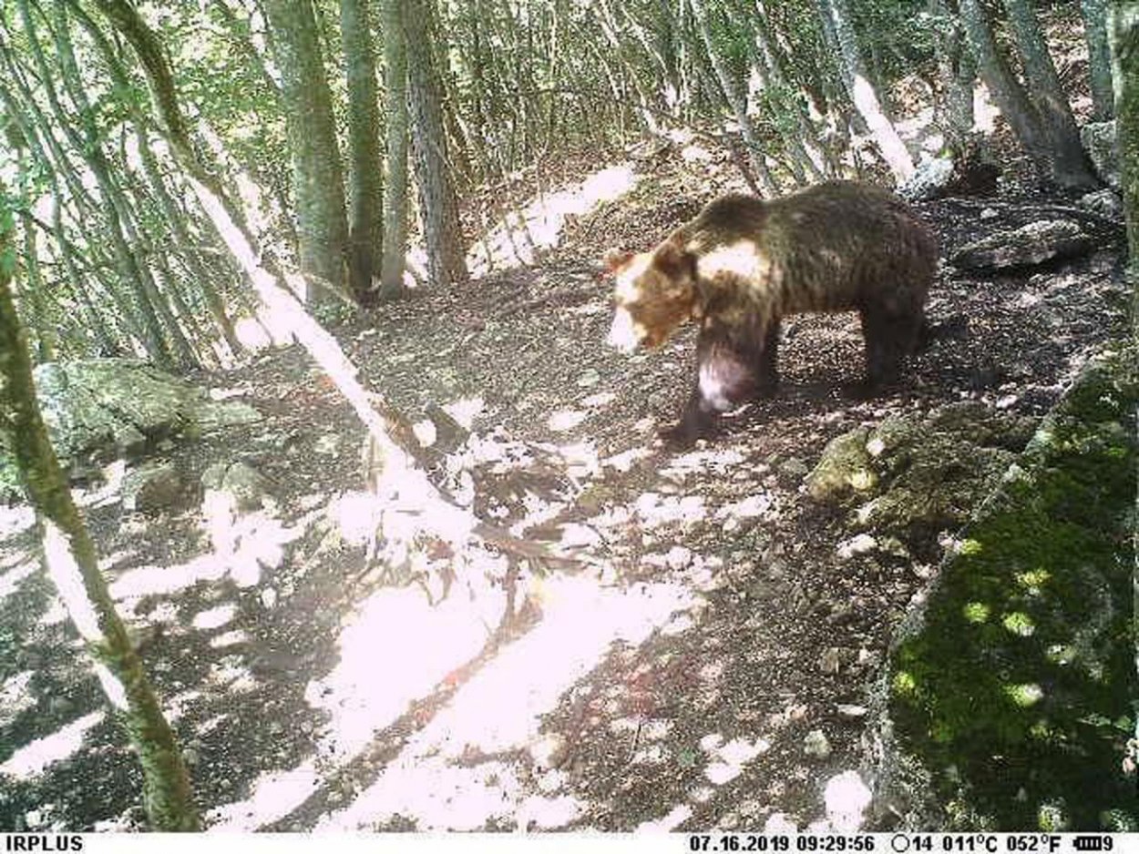 Turisti stretli v Západných Tatrách medveďa, pomáhali horskí záchranári 