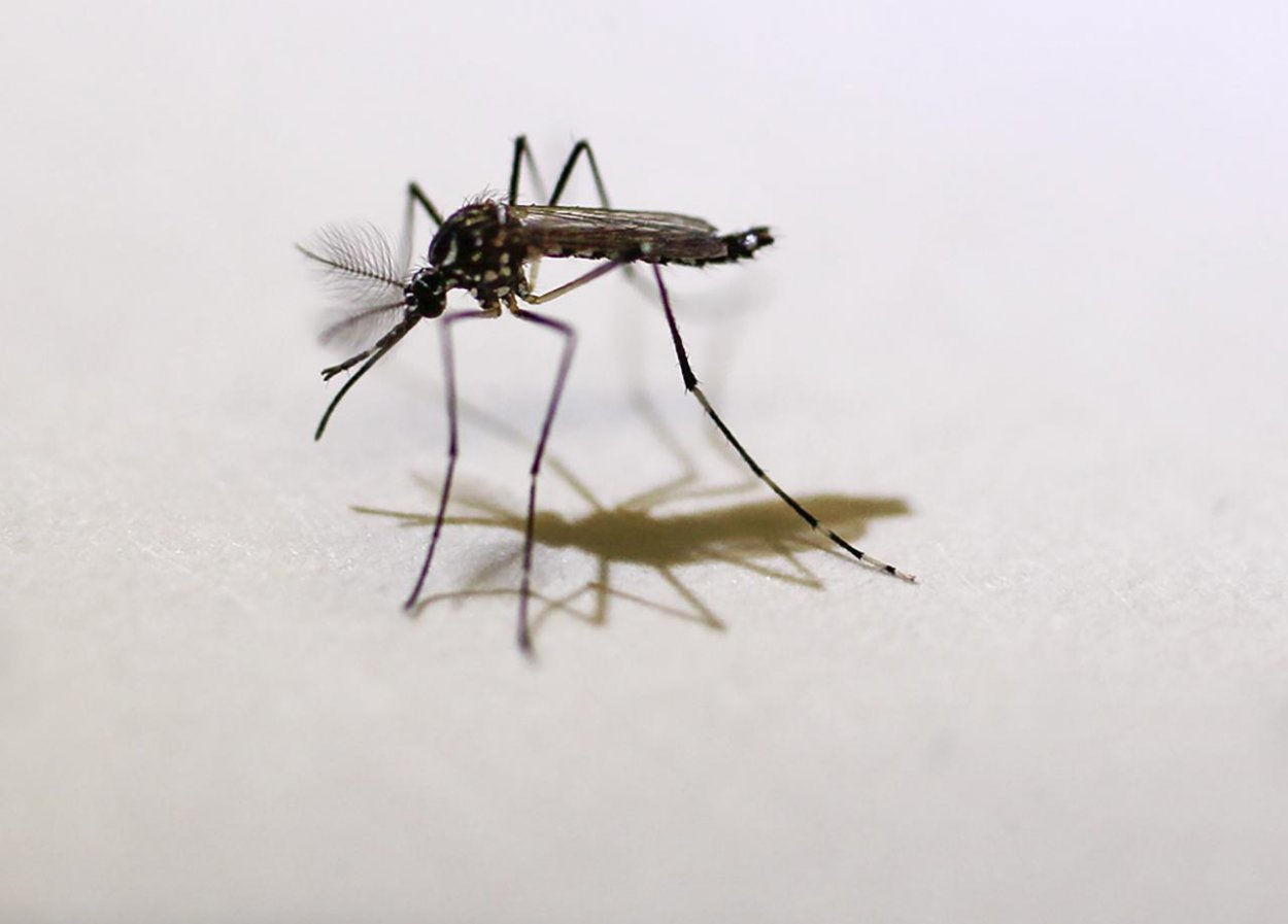 Uštipnutie komárom je riziko pre alergikov