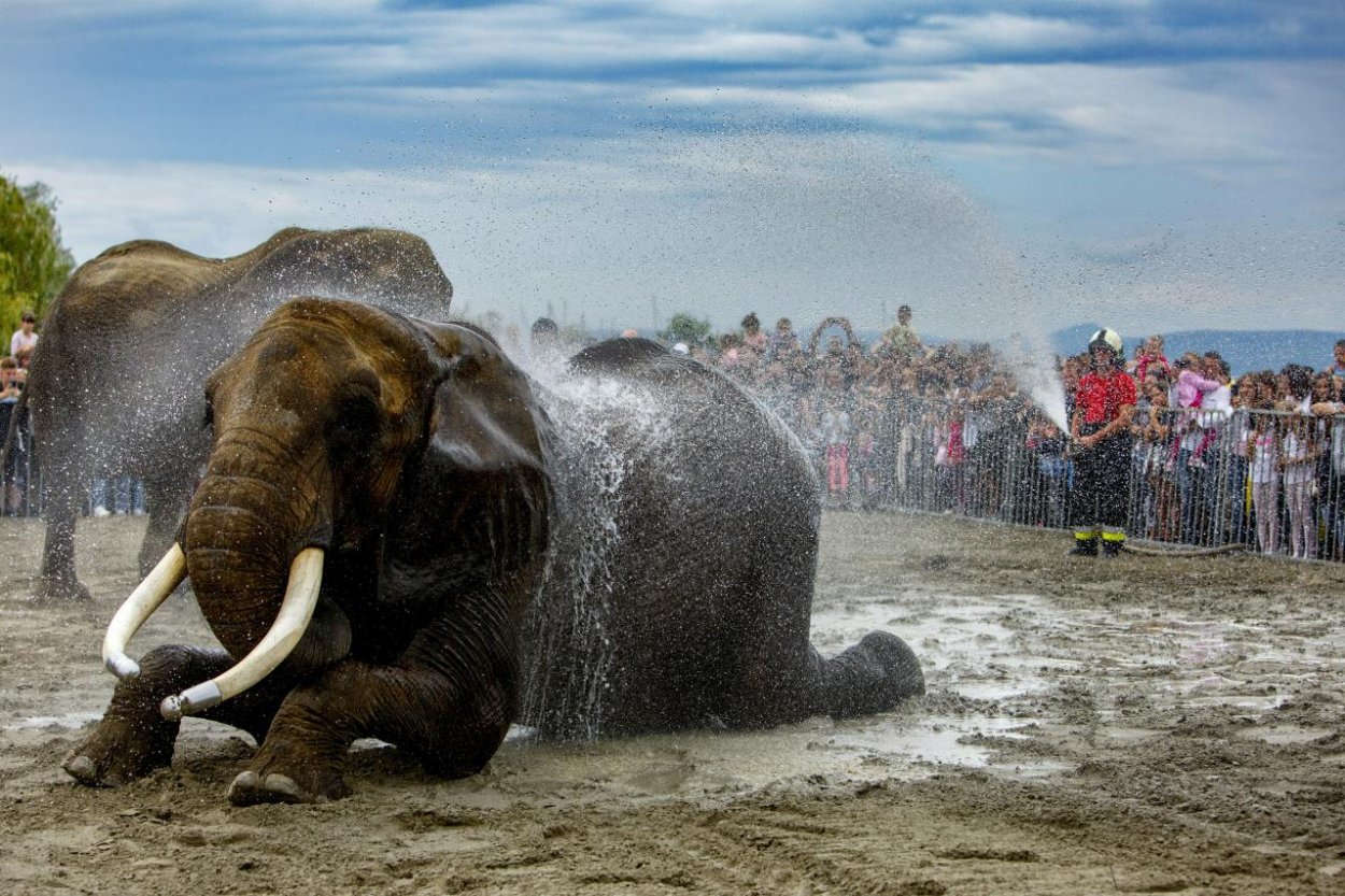 V Singapure zhabali rekordný kontraband klov z takmer 300 slonov