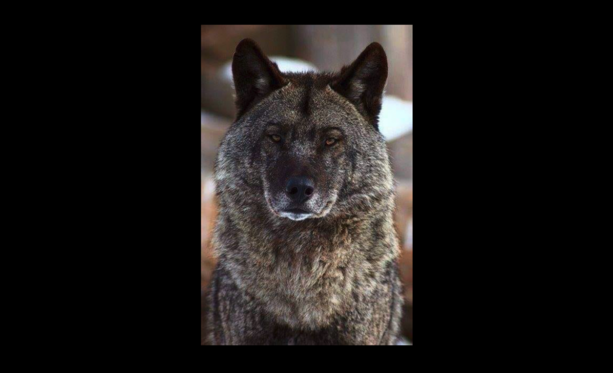 Sprostosti XXL: Je vlk o 25 % múdrejší ako najmúdrejší pes?