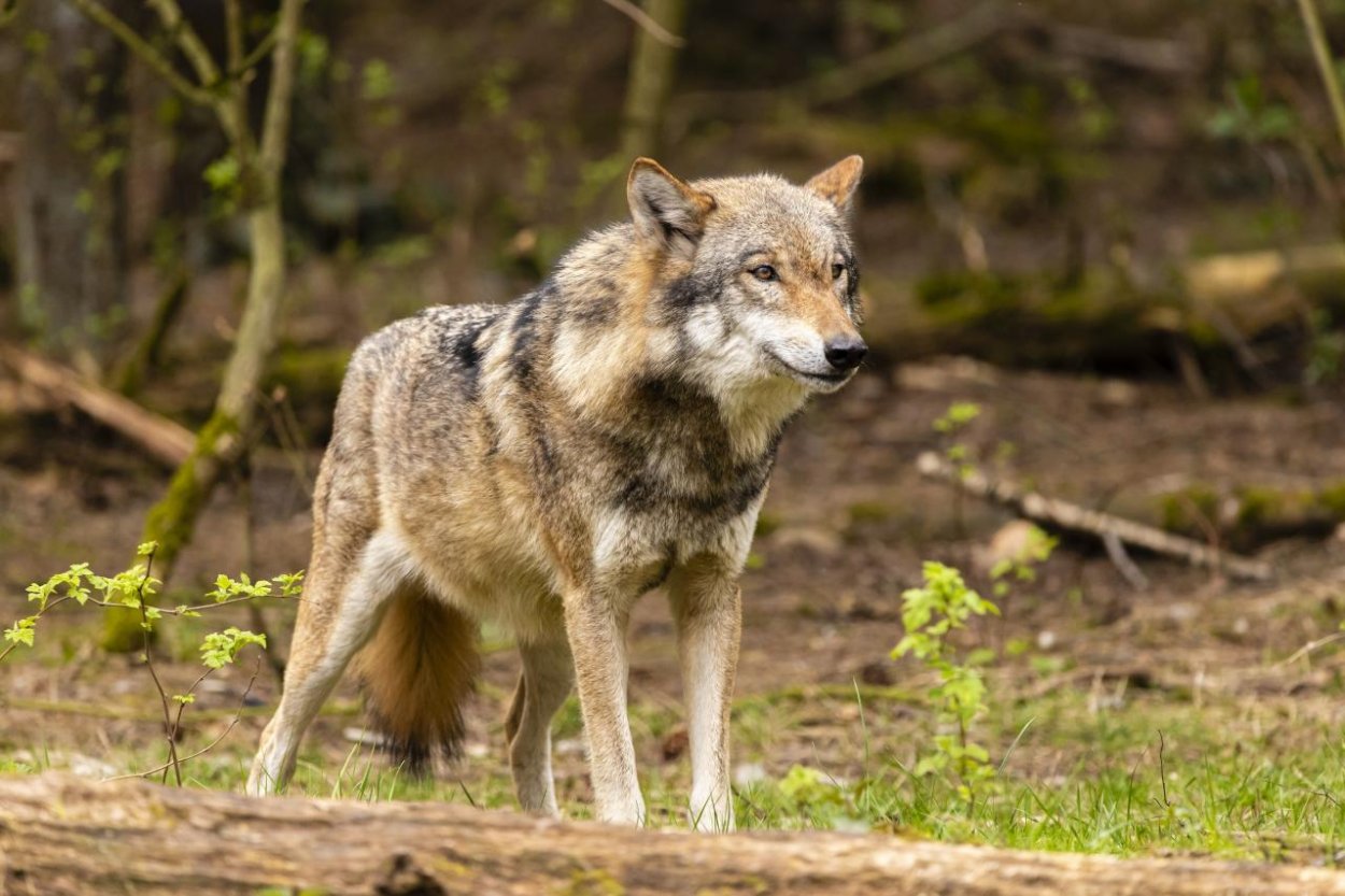 Envirorezort chce opätovné zavedenie lovu vlka