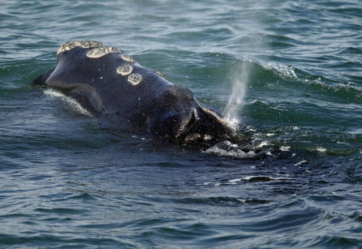 V Kanade zakázali odchyt a chov delfínov a veľrýb​