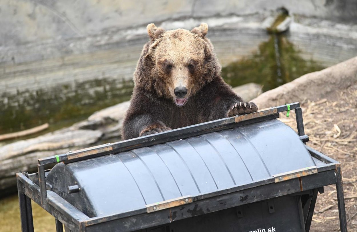 Podla štúdie je populáciu medveďa hnedého na Slovensku stabilná