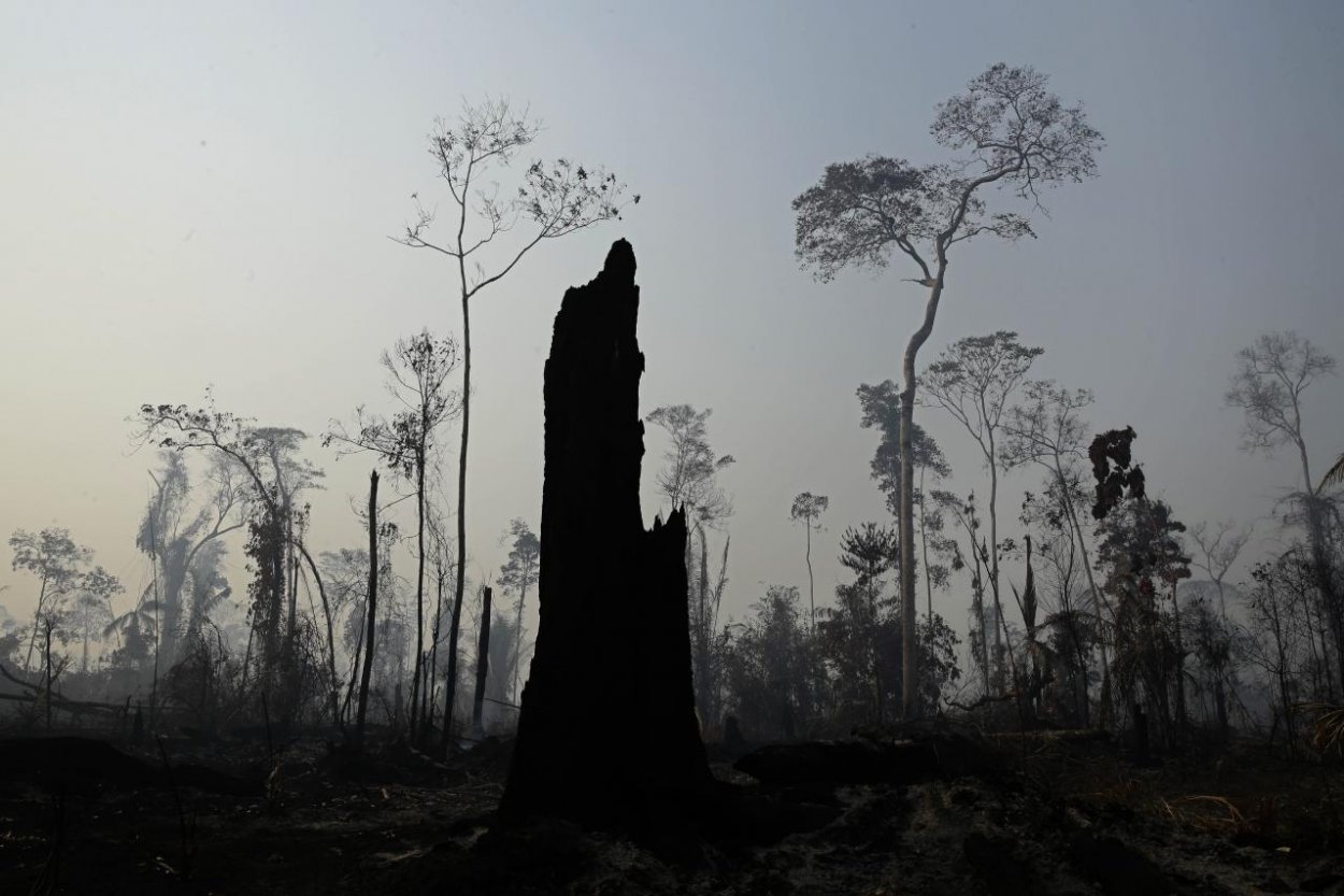 Amazonský prales už hasí armáda. Peniaze prisľúbil Leonardo DiCaprio aj štáty G7