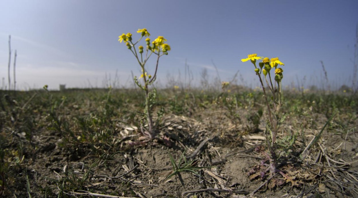 Česká republika čelí najväčšiemu suchu za posledných 500 rokov