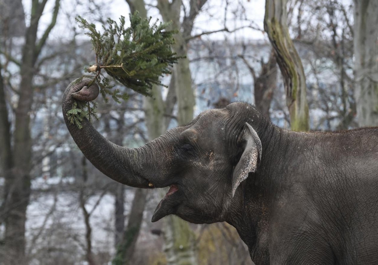 Európska únia chce zakázať obchodovanie so slonovinou
