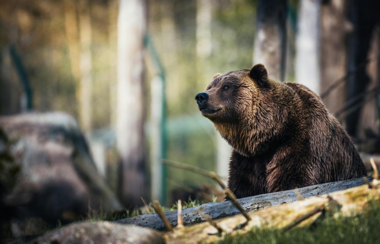 Mimoriadnu situáciu pre medvede vyhlásili v okrese Kysucké Nové Mesto