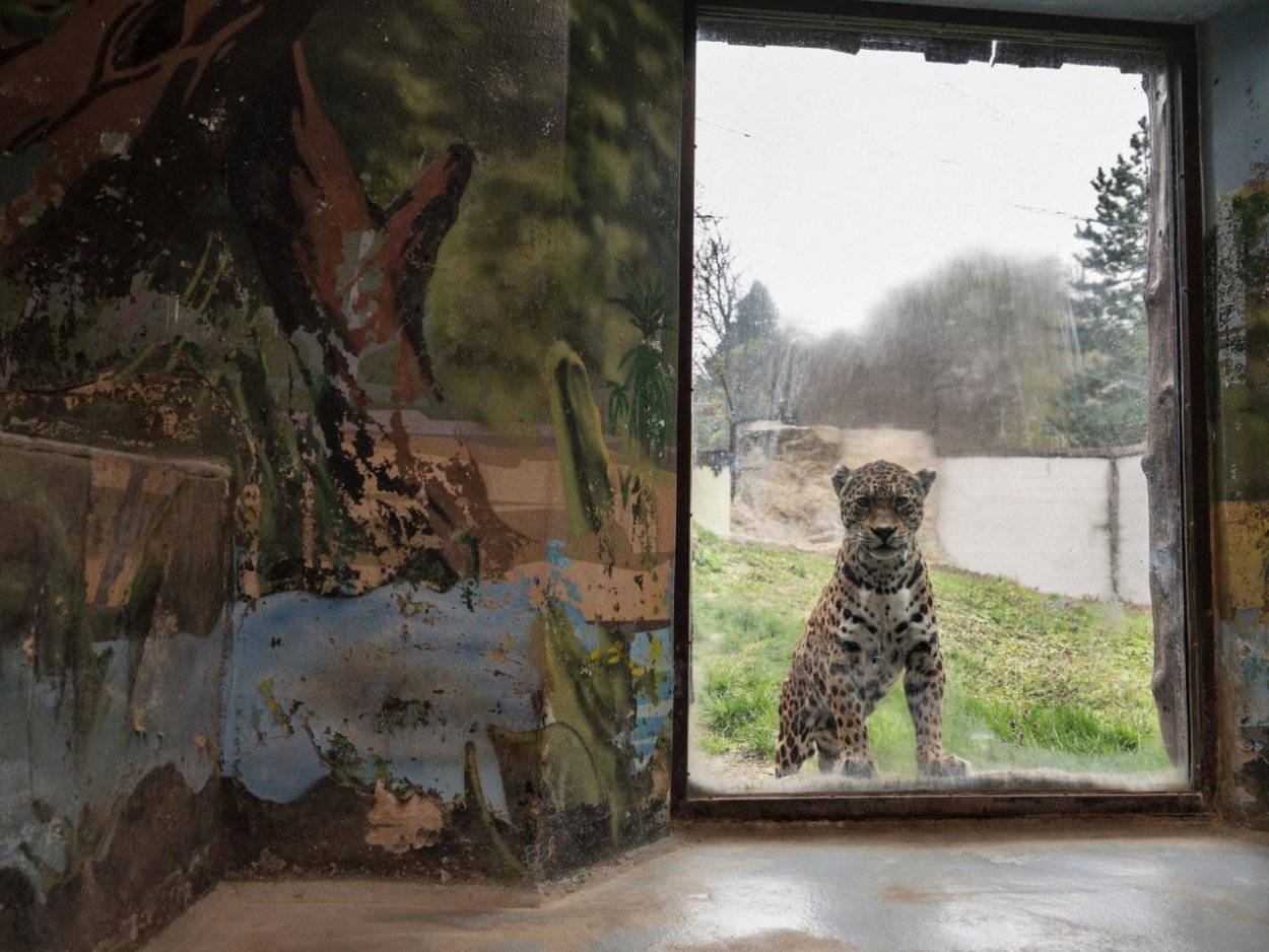 Bratislavská zoo sa čoskoro otvorí. Ako prežívala lockdown a čo sa v nej zmenilo?