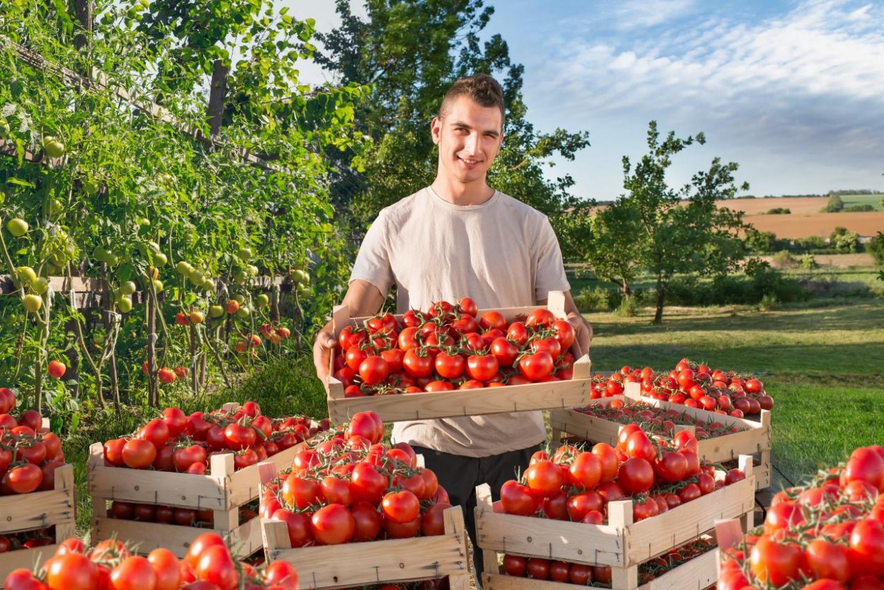 Slováci nakupujú viac slovenskej zeleniny a ovocia ako vlani