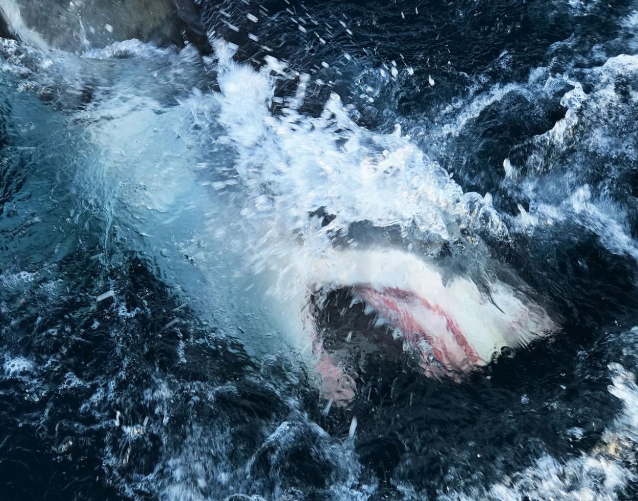 Muž v Austrálii neprežil útok žraloka