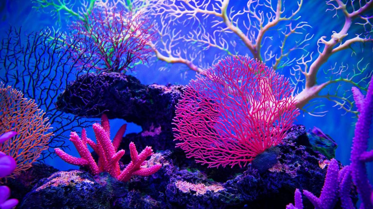 Vedci vyvinuli tepluvzdorný koral, ktorý by mohol pomôcť v boji proti blednutiu koralových útesov