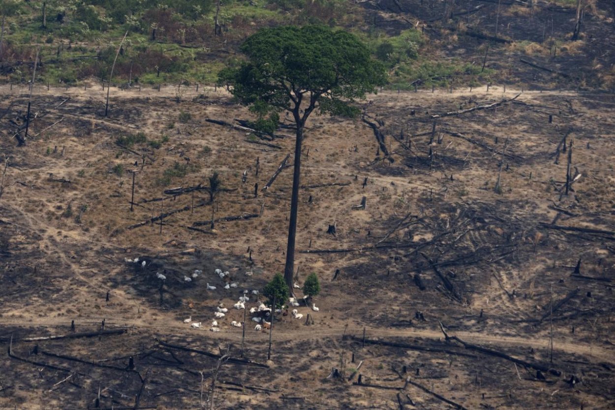 Požiare v Amazonskom pralese sa vymkli spod kontroly. Brazília nasadí armádu