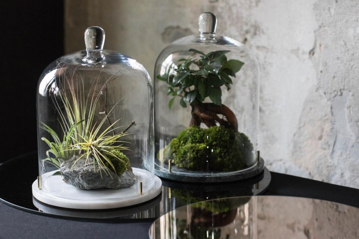 Rastliny v skle. Hipsterská vychytávka stará takmer 200 rokov