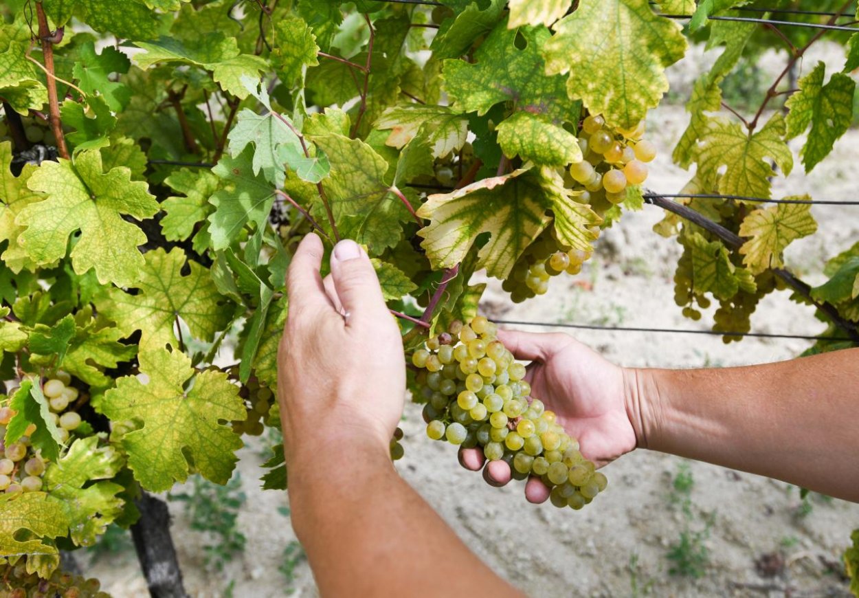 Bratislava chce obnoviť mestské vinohrady