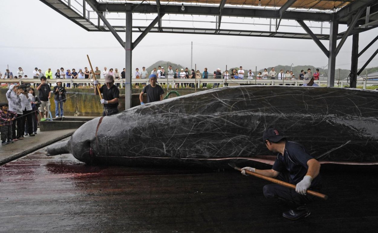 Japonci obnovia komerčný lov veľrýb