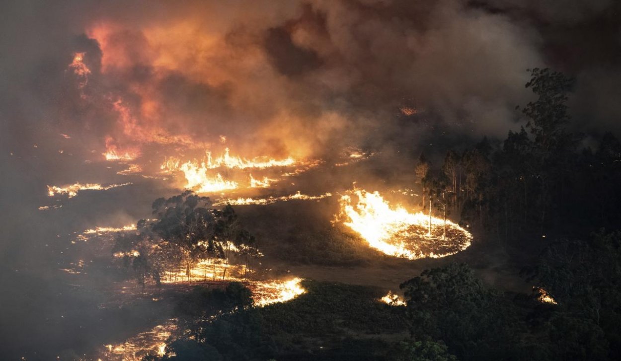 Požiare v Austrálii boli katastrofou pre divú zver, postihli životy takmer troch miliárd zvierat