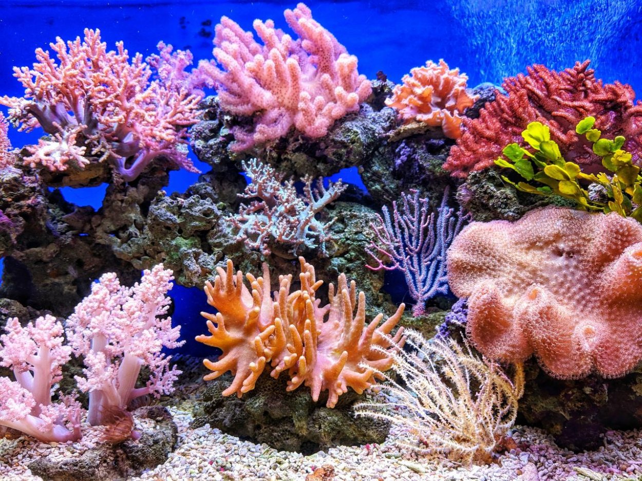 Kvôli klimatickej zmene zrejme do roku 2100 zaniknú takmer všetky koralové biotopy