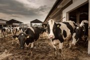 „Bio kravy“ nesmú mať stres, dojnice z maštale milujú stereotyp. Reportáž z farmy a ekobitúnku