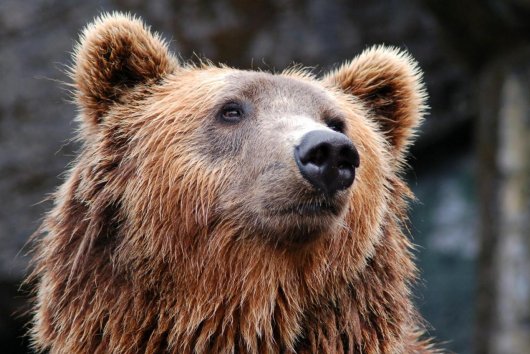 My sme les podáva trestné oznámenie pre medveďa zastreleného pri Liptovskom Mikuláši
