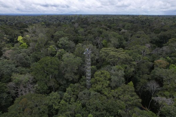 Odlesňovanie Amazónie podľa vládnych údajov kleslo o tretinu