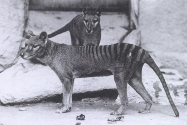 Vedcom sa po prvý raz podarilo získať vzorku RNA vyhynutého tasmánskeho tigra