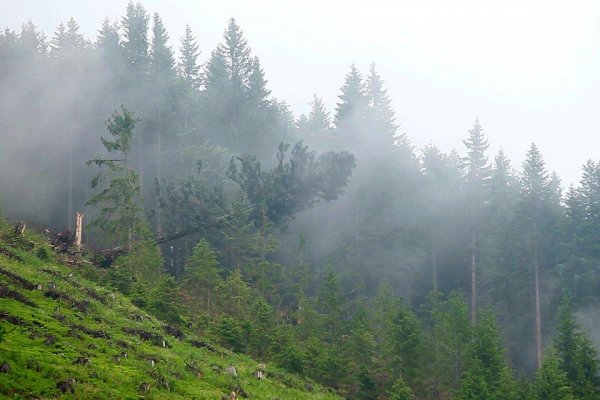 V Nízkych Tatrách pribudol ďalší holorub, vlani tam infračervené zábery ukazovali zdravý les