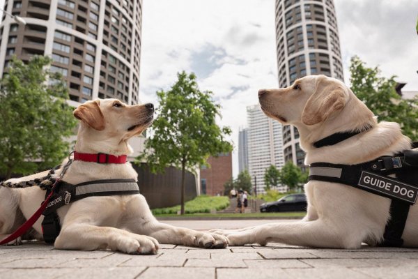Vodiaci psi: Oči nevidomých