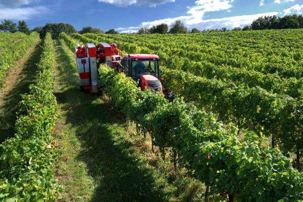 Vďaka Lidlu sa slovenskí vinári presadzujú aj v zahraničí