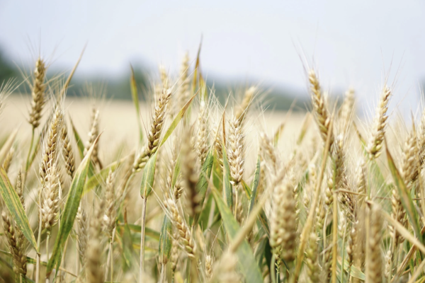 Ukrajina a Rusko v piatok podpíšu dohodu o vývoze obilia