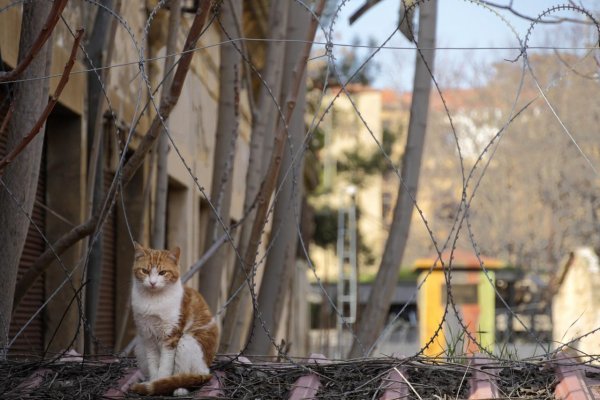 Na Cypre zaznamenali prepuknutie smrtiaceho infekčného ochorenia mačiek FIP