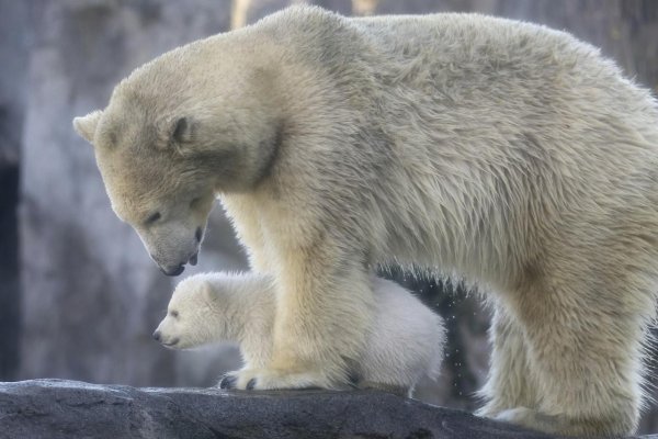 Ľadové medvede môžu vyhynúť do konca storočia