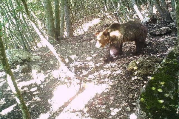Turisti stretli v Západných Tatrách medveďa, pomáhali horskí záchranári 