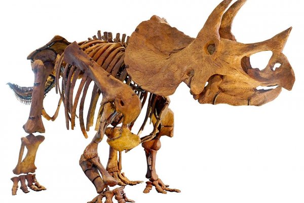 Vedci našli rekordnú stopu dinosaura a odporučili nechovať sliepky v klietkach