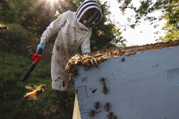 Za byrokratický nezmysel roka vyhlásili povinnosť nahlasovať kočovanie včiel