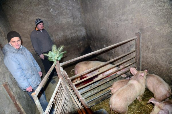 Africký mor ošípaných zistili už aj v okrese Michalovce