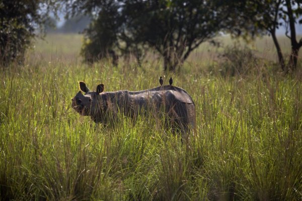V Tanzánii uhynul zrejme najstarší nosorožec na svete