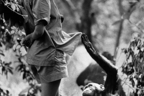 Ladislav Kováč: O šimpanzoch a ľuďoch