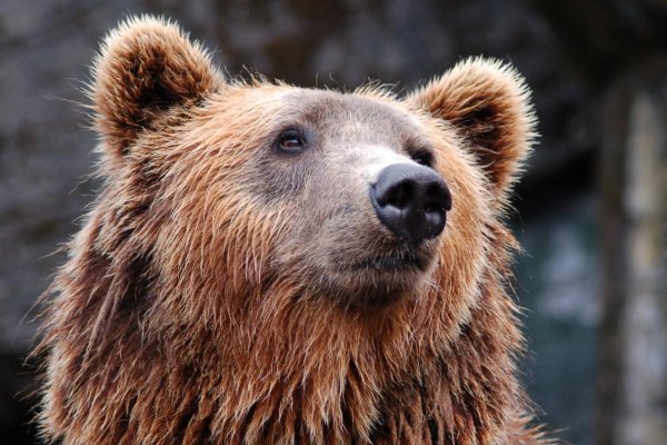 Ministerstvo životného prostredia zriadi ďalší zásahový tím, avizuje aj aplikáciu na ohlasovanie medveďov