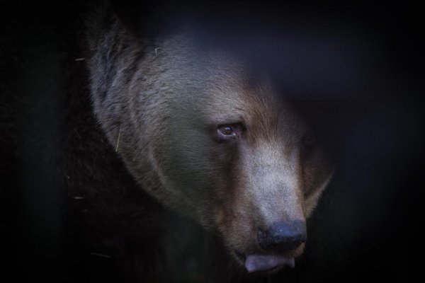 Pre medveďa v Liptovskom Mikuláši evidujú dvoch zranených, zviera je už mimo mesta
