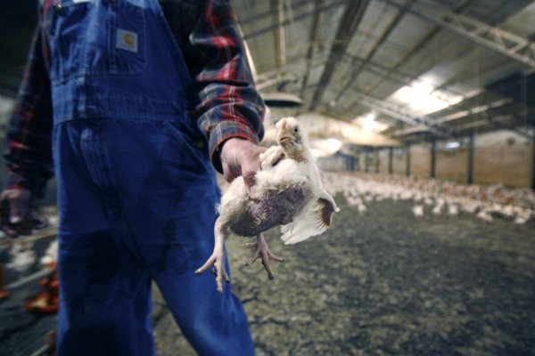 Hydina na farmách na východe Poľska je postihnutá vtáčou chrípkou
