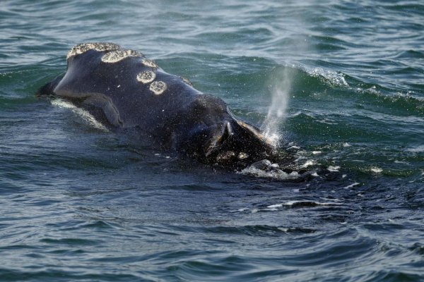 V Kanade zakázali odchyt a chov delfínov a veľrýb​