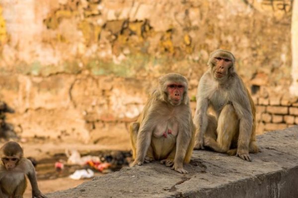 Opice ukradli z nemocnice vzorky krvi pacientov s podozrením na COVID-19