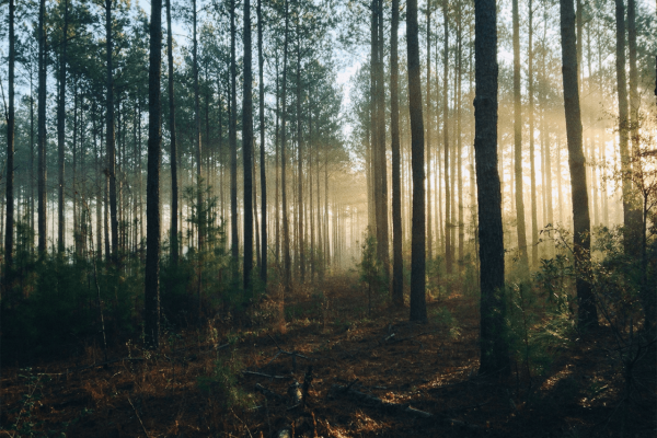 Prečo je najväčším filtrom CO₂ na Slovensku les?