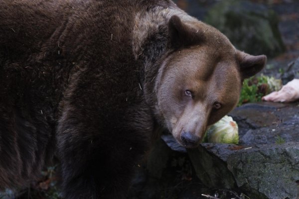 Odpad so zvyškami jedla je pre medveďa jednoduchou potravou