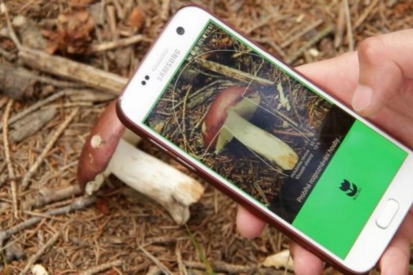 Radšej hľadať huby ako Pokémonov, hovorí autor aplikácie Na huby
