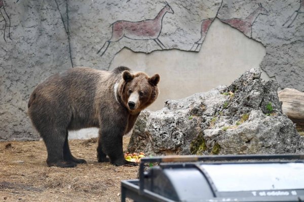 Parlament schválil riešenia na elimináciu medveďa hnedého