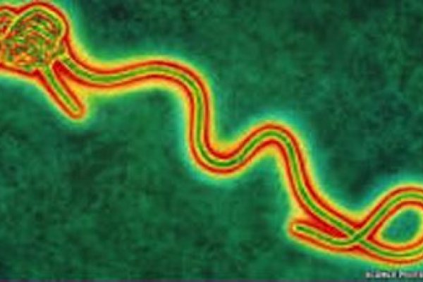 Zabije nás vírus eboly?