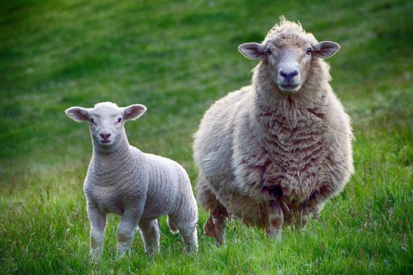 Bratislava bude mať vlastné stádo oviec, využije ho ako prírodnú kosačku