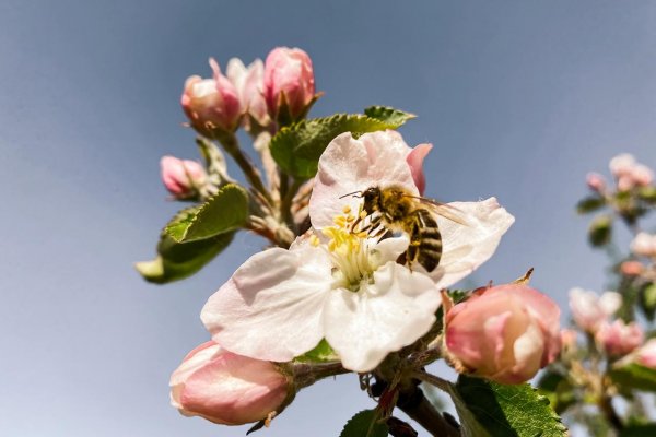 Chcete kvalitnejšie opelenie? Znížte stavy včelstviev
